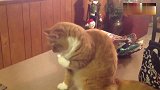 说出来你可能不信，我家猫咪成精了！