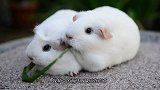 6只豚鼠同时进食，场面欢乐，这么可爱的萌宠你肯定第一次见