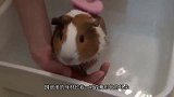 6只豚鼠同时进食，场面欢乐，这么可爱的萌宠你肯定第一次见