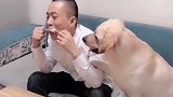 狗狗问主人要鸡腿吃，主人就是不给！结果尴尬了！太搞笑了！
