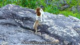 小山羊一开始愿意给小猴子骑，最后就不愿意让它碰自己了