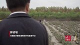 果然视频丨遍地黄花是金针，“皇菊村支书”郭贞坡有个上市梦