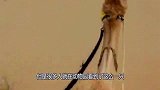 动物园发现一只“无头”骆驼，当它转身的那一刻，众人都不淡定了