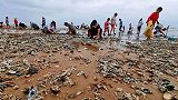 台风过后，青岛海滩上全是海鲜!1小时能捡100斤,有人用麻袋