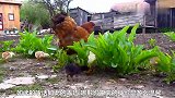 母鸡呵护小鸡，演绎母爱的伟大，温馨极了
