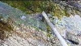 泰国荒岛探险第二天，发现蓝色寄居蟹和跳跳鱼能吃吗？