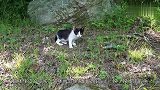 猫咪和鱼成好朋友！鱼排着队求抚摸，猫咪则用小爪碰碰，太萌了！