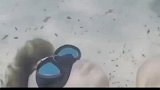 如果对水母吹口气
