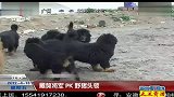 藏獒将军 PK 野猪头领 120413 超级新闻场