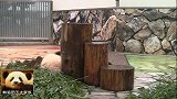 熊猫宝宝跟别熊打架，中途还不忘吃点胡萝卜补充能量