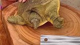 你小子真不经逗，手下留情呀