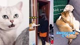 搞笑动物：现在的宠物都没一个不正经的，二哈学猫叫，猫又学狗叫