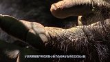 为什么黑猩猩抓到小猴子后，要先从大脑吃起？看完涨知识了