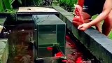 见识一下喂鱼的新方式，鱼池中间放着鱼缸，喂鱼同时鱼缸的水上涨