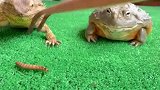 牛蛙和蜥蜴一起吃饭