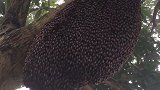 精彩越南巨型蜂巢蜜蜂集体表演“蜂浪”驱赶捕食者