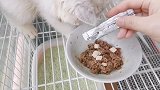手工制造猫房：小小的猫咪住着三层楼的房子，喵：太爽了！