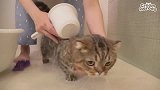 被女主骗去洗澡，猫咪的反应太逗了，猫：总有刁民想害朕