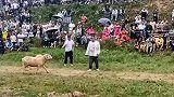 一场不对等的羊羊大战