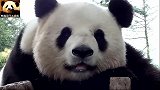 熊猫思嘉的笑容合辑，每一瞬间都让你心动