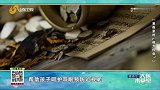 大医本草堂-20240128-寒假里的“视力作业”