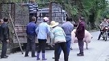 这只猪真的是太厉害了，几个农村小伙竟然都按不住它。