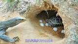 科莫多龙闯进乌龟巢穴，缩头乌龟不敢动弹，乌龟蛋被蚕食