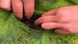 美女在大山里自制青苔，专门引诱山螃蟹，一抓就是一窝！