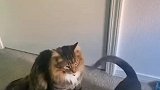 两只可爱的小猫咪抱在一起了