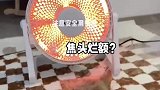 猫咪喜欢趴在小太阳处，即使烤熟了也不知道