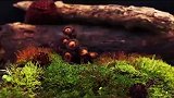 镜头下的蘑菇生长过程，犹如童话世界里的，美丽又迷人的样子