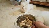 媳妇吃肉布宝啃骨头！没毛病啊！