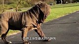 世界上最大的六种狗，藏獒竟然是垫底的？