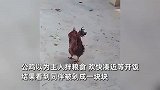 公鸡目睹同伴被剁惊恐发抖，路都走不稳，网友：这鸡开灵智了！
