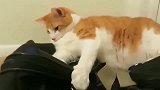 橘猫：你尽管撩，撩得动算我输