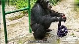 猩猩：面试的说当动物，进来才知道是当保姆
