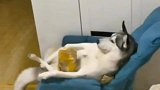 狗狗翘着二郎腿吃零食，这活的也太潇洒了