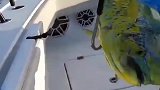 公鯕鳅和母鯕鳅从外貌上就很好分别，猜一猜这大块头是公的还是母的？