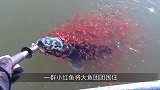 犀牛妈妈被割角，犀牛宝宝为保护妈妈，用弱小的身体去顶撞人类