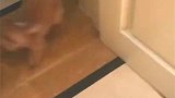 哈哈主人给贝贝新买的小玩具，贝贝的反应真的是太搞笑了