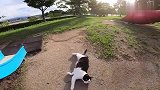 在公园碰到一只玩滑梯的猫咪，可能是流浪猫，好想带回家