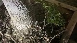 男子夜晚偶然路过街边亭子，发现草木投影宛若一幅山水画