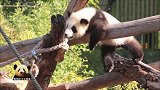熊猫宝宝“梦想”慢悠悠卖萌，无比乖巧的模样可爱到炸
