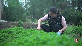 酸辣椒薄荷火锅，下饭菜，吃过一次，真香