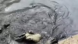 鳄鱼把他大舅吃了