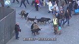 一群流浪狗围攻警犬，本以为警犬无所畏惧，不料让人大失所望