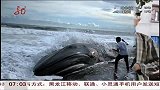 萨尔瓦多巨型座头鲸在海滩搁浅