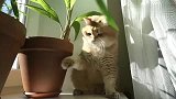 橘猫：好怕怕哦，我这么聪明，快抱我回家！