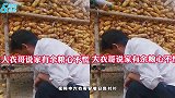大衣哥捡玉米头发散乱邋遢不已，网友调侃这是要转行当农民了？