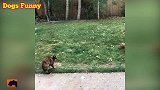 大汪不停地舔着猫咪，猫咪看着很困快睡着了，真是有意思！